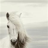 Chilean Folksong 'Mi Caballo Blanco (My White Horse)'