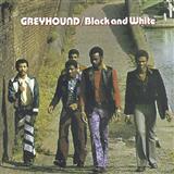 Greyhound 'Black And White'