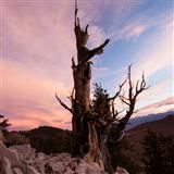 H.O. Reilly Clint 'When It's Night Time In Nevada'