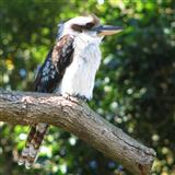 Marion Sinclair 'Kookaburra Sits In The Old Gum Tree'