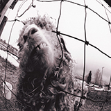 Pearl Jam 'Dissident'