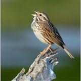 Robert S. Cohen 'My Singing Bird'