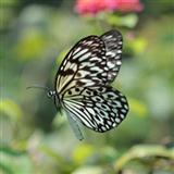 Traditional Filipino Folk Song 'Paruparong Bukid (The Butterfly Field)'