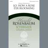 Harold Rosenbaum 'Lo, How A Rose E'er Blooming'