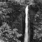 Helen Parker 'Akaka Falls'