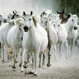 Jeffrey Douma 'All The Pretty Little Horses'