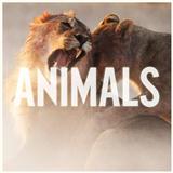 Maroon 5 'Animals'
